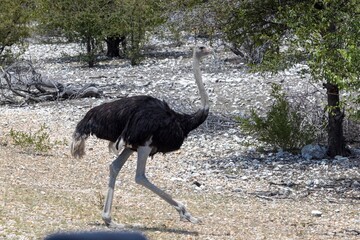 Picture of a running ostrich crossing a street in Etosha Nationalpark in Namibia during the day