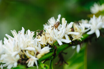 Coffee bean flowers blossom blooming on tree