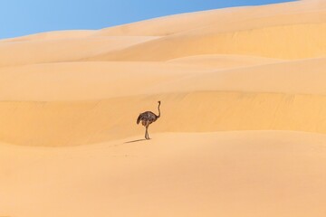 Picture of a running ostrich on a sand dune in Namib desert during the - obrazy, fototapety, plakaty