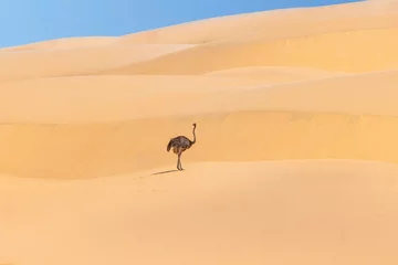 Schilderijen op glas Picture of a running ostrich on a sand dune in Namib desert during the © Aquarius