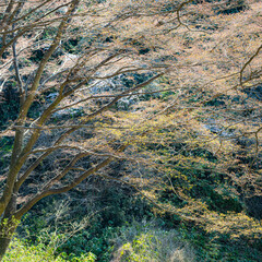 桜前線に誘われて