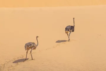 Deurstickers Picture of two running ostrich on a sand dune in Namib desert during the day © Aquarius