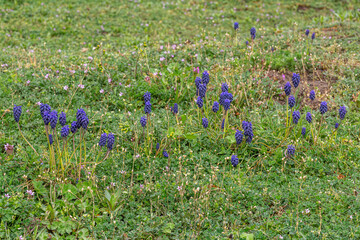 Muscari neglectum. Nazarenes, plants with dark blue inflorescences on the meadow in spring. - obrazy, fototapety, plakaty