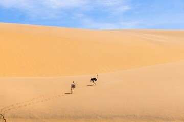 Fototapeta na wymiar Picture of two running ostrich on a sand dune in Namib desert during the day