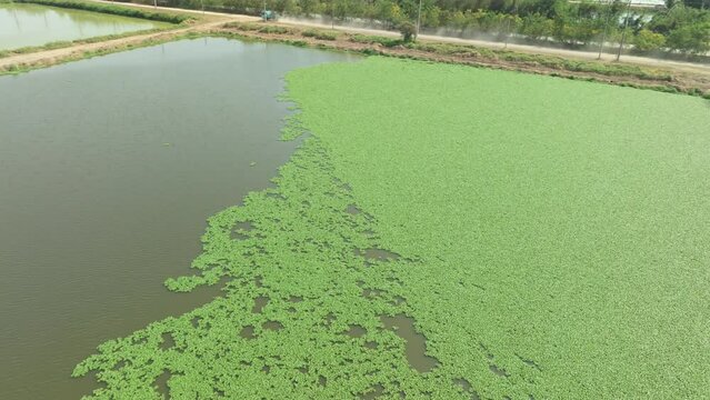 Poultry Farm use duckweed to treat wastewater in lagoons. Low-cost wastewater treatment concept.