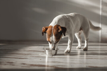 Cute dog eating food from bowl - 781102720