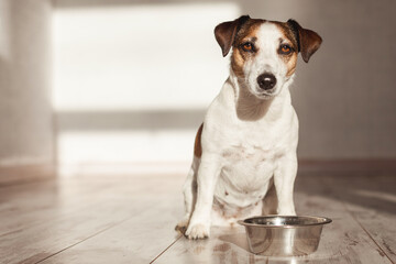 Cute dog eating food from bowl - 781102724