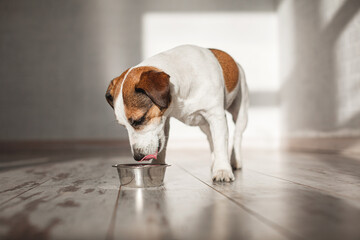 Cute dog eating food from bowl - 781102744