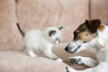 Cat and dog playing  together at home - 781102764