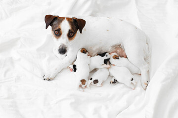 Newborn Puppies Suck their mother dog - 781102919