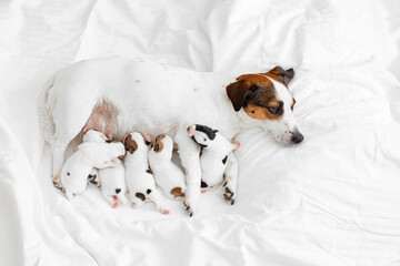 Newborn Puppies Suck their mother dog - 781102923