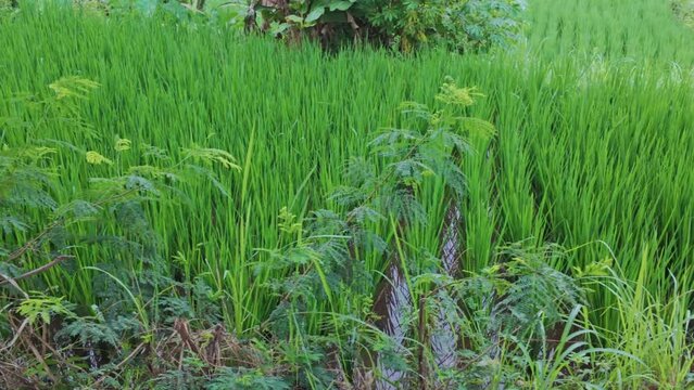 Rice growing in field in Ubud, Bali, Indonesia.