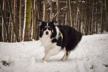 Tricolor border collie is running on the field in the snow. He is so fluffy dog.	