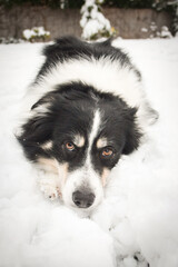 Tricolor border collie is lying on the field in the snow. He is so fluffy dog.	
