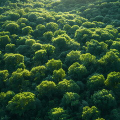 Green forest background; Sunlit amazon wood trees; Rainforest; Jungle from above