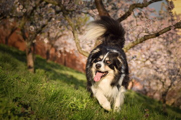 Spring photo of border collie, who is running in nature. Flowering trees in the Prague