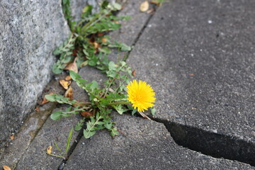 Yellow dandelion with green jagged leaves - obrazy, fototapety, plakaty