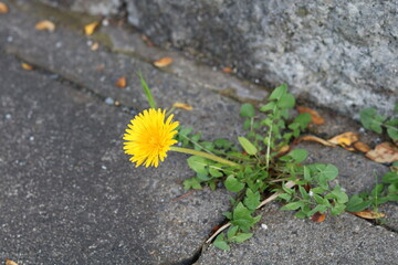 Yellow dandelion blooming in a ditch