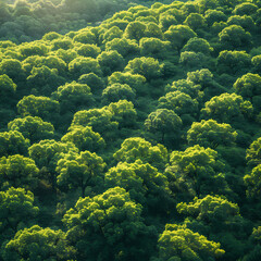 Green forest background; Sunlit amazon wood trees; Rainforest; Jungle from above