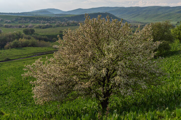 Fototapeta premium Blooming apple tree in the vicinity of the Kazakh city of Almaty on a spring day