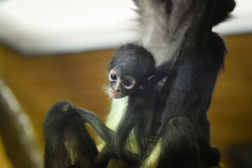 spider monkey (Ateles geoffroyi), also known as the black-handed spider monkey in his zoo habitat
