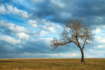 Fototapeta na wymiar Late Afternoon Scene in the French Countryside: Magnificent Leafless Tree Against a Beautiful Blue and Cloudy Background