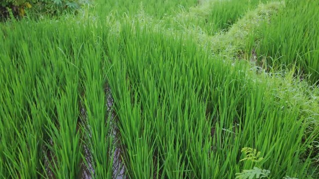 Young rice shoots growing in field in Ubud, Bali, Indonesia.