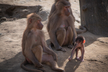 A family of collared baboons is sitting
