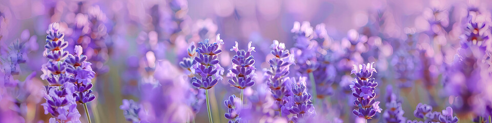 Fototapeta premium Purple lavender flower blossom field in countryside. Banner of nature concept. Panorama