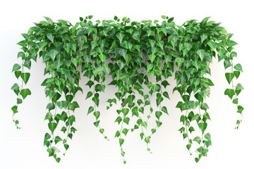 Three-Dimensional Hanging Plant Isolated. Rendered Ivy Climber with Evergreen Foliage, Green Creeping Plant to Hang