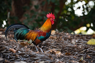 Beautiful Golden Phoenix Rooster feeding and pecking on the bark of tree on the farm