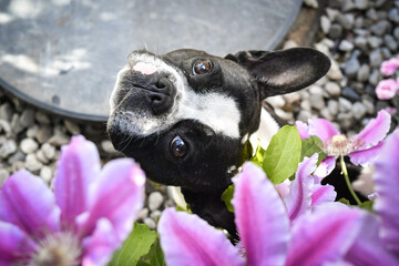 French buldog is sitting in flowers. Adult border collie is in flowers in garden. He has so funny...