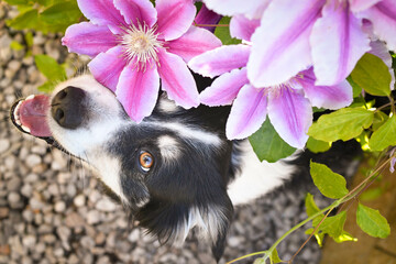 Smiling border collie in flowers. Adult border collie is in flowers in garden. He has so funny...