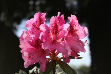 Rhododendron Macrophyllum