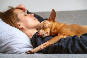 Cute small brown dog lying on beloved companions and sleeping. Relaxed Toy Terrier dog sleeps on chest of owner. Real life. - obrazy, fototapety, plakaty