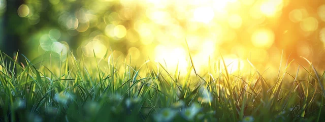 Poster Spring background with blurred grass and sunlight in the morning © wanna