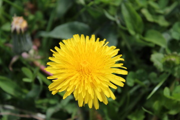 Pissenlit ensoleillé
