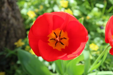 Tulipe orange
