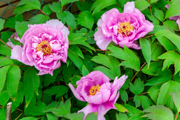Paeonia plant in full bloom. Large foliage of tropical leaf with dark green texture. Leaf Seamless...