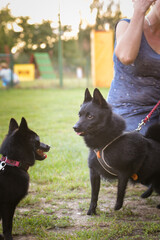 Dogs are playing outside in the grass. He is so crazy dog on trip.	
