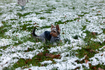Yorkshire Terrier in a blue jacket lies on the green grass in the snow.