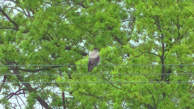 Bird, Hooded crow, Corvus cornix on cables and flies away against background of branches with green leaves of oak tree - slow motion. Topics: ornithology, natural environment, fauna, flora, spring