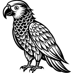 black and white parrot