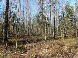 Rekyva forest during sunny early spring day. Pine and birch tree woodland. Blueberry bushes are growing in woods. Sunny day. Early spring season. Nature. Rekyvos miskas. - obrazy, fototapety, plakaty
