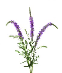 blooming purple loosestrife with multiple flower stalks isolated on white,  Lythrum salicaria plant...