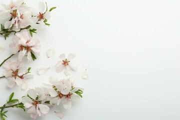 Spring tree branches with beautiful blossoms on white background, flat lay. Space for text