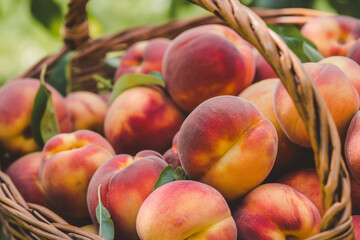 A close-up view of a wicker basket filled with ripe, fresh peaches with a soft focus background highlighting the vibrant colors of the fruit.