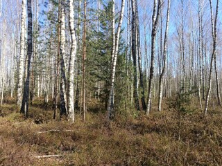 Rekyva forest during sunny early spring day. Pine and birch tree woodland. Blueberry bushes are growing in woods. Sunny day. Early spring season. Nature. Rekyvos miskas.