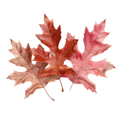 A red leaf on a transparent background