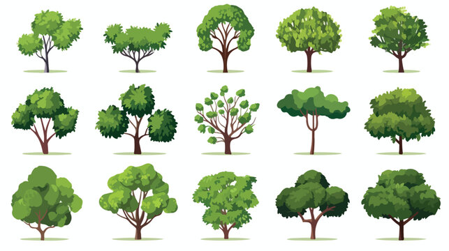 Green Deciduous Trees with Exuberant Tree Crown Vec